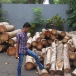 Puluhan kayu sengon yang diamankan di halaman depan kantor Kecamatan Kedungkandang.