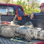 Buaya muara yang berhasil diamankan BPBD Sidoarjo dan warga setempat, di kebun tebu.