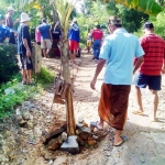 Proses menanam pohon pisang di ruas jalan yang berlubang. foto: eri sugianto