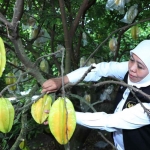 Gubernur Khofifah saat memetik belimbing di Agrowisata Karangsari, Kota Blitar.