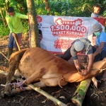 Sapi kurban dari DPD PKS Kabupaten Kediri saat disembelih. Foto: Ist.