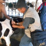 Petugas saat memeriksa ternak milik masyarakat. foto: HABIBI/ BANGSAONLINE