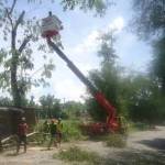 RAWAN TUMBANG: Petus DKP tampak melakukan pemotongan pohon di sekitar kota Bojonegoro. foto: eky nurhadi/BANGSAONLINE