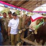 Pemkab terus memacu untuk meningkatan populasi sapi di Banyuwangi.