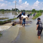 Pedagang membopong hewan ternaknya melintas lokasi banjir. 