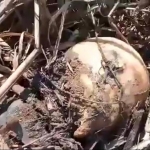 Tengkorak kepala korban di Banyuwangi yang sempat dikira batok kelapa.
