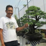 Bonsai yang dipamerkan dan dilombakan.Hendro Utomo/BANGSAONLINE