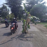 Pohon pisang yang ditanam warga Desa Sawo, Kecamatan Dukun.