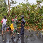 Kondisi pohon yang tumbang setelah diterjang angin kencang.