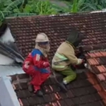 Petugas dari Damkar Kabupaten Kediri saat mengevakuasi sarang tawon vespa. Foto: Ist