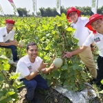 Direktur Utama PT East West Seed Indonesia, Glend Pardede, memperlihatkan hasil panen melon Davina F1 di lahan pertanian yang berlokasi di Desa Getas, Kecamatan Tanjunganom