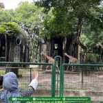 Salah satu koleksi satwa yang ada di Kebun Binatang Ragunan.