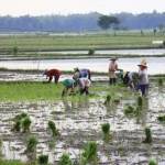 Para petani di Kecamatan Kanor sedang melakukan penanaman padi. foto: EKY NURHADI/ BANGSAONLINE