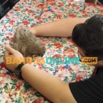 Bupati Kediri Dhito saat memegang arca Fragmen Kepala Ganesha yang sudah kembali lagi. Foto: Muji Harjita/BANGSAONLINE.com