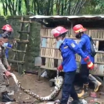 Petugas Damkar saat mengevakuasi ular piton dari kandang ayam. foto: HERMAN/BANGSAONLINE