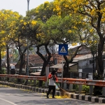 Bunga tabebuya berwarna kuning yang bermekaran di jalan-jalan prokotol Kota Surabaya. Foto: bangsaonline.com