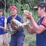 Petugas saat mengamankan ular dari kebun warga di Dusun Kemuning, Desa Tiru Kidul, Kecamatan Gurah, Kabupaten Kediri. Foto: Ist
