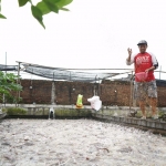 Salah satu pembudi daya ikan lele saat memberi pakan di kolam lelenya. Foto: Ist.