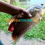 Gurame berukuran 1,2 Kg yang berhasil landing menggunakan umpan gacor di artikel ini. Foto: BANGSAONLINE