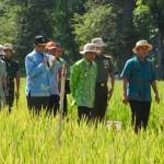 Kadis Pertanian H. Hindarto bersama Bupati Bondowoso Drs. H. Amin Said Husni saat meninjau lokasi pertanian organik. (foto: sugiyanto/BANGSAONLINE)