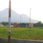 Salah satu titik lahan yang terserang hama wereng.