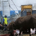 Salah satu RPH di Pasuruan.