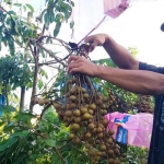 Program budi daya kelengkeng dan program pengembangan desa wisata agrotech di Dusun Dukuh, Desa Wijimulyo, Kecamatan Nanggulan, Kabupaten Kulon Progo, Provinsi Daerah Istimewa Yogyakarta. (foto: ist)