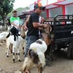 Pedagang di pasar hewan Dimoro Kota Blitar sedang menaikkan kambing ke mobil untuk dikirim ke pembeli. foto: TRI SUSANTO/ BANGSAONLINE