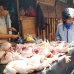 Rudi salah satu penjual daging ayam di Pasar Templek Kota Blitar.