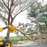 Pemangkasan pohon di Jalan Cukir, Jombang. foto: AAN AMRULLOH/ BANGSAONLINE