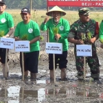 Suasana penanaman padi yang digelar PCNU Bangil.