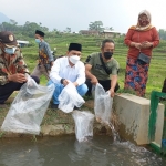 Gus Barra menebar 5.000 benih ikan nila warna kuning dan merah di aliran saluran Desa Penanggungan, Sabtu (2/10/2021).