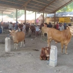Suasana di pasar sapi yang cenderung sepi.
