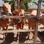 Sapi milik salah satu peternak di Desa Pesarenan, Kecamatan Kedungdung, Sampang. Foto: MUTAMMIM/BANGSAONLINE