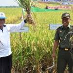 Bupati Gresik, Sambari HR saat panen raya. foto: syuhud/ BANGSAONLINE