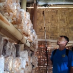 Salah satu WBP Lapas Kediri saat akan memanen jamur. Foto: Ist