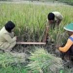 Petugas penyuluh sedang melakukan pendampingan. (foto: rri)