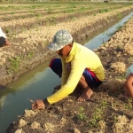 Muhamad Dapet dibantu anaknya saat mencabuti daun bawang yang menguning milik Wito. Tampak sawahnya seperti hamparan rumput yang mengering. foto: BAMBANG DJ/ BANGSAONLINE