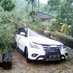 Kondisi mobil Innova yang ringsek tertimpa pohon Waru.

