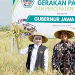 Gubernur Khofifah ketika panen padi.