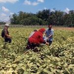 Para ASN Pemkot Kediri saat membeli sayuran hasil panen langsung dari lahan petani. foto: ist.