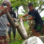 Warga saat memasukkan ular ke dalam karung.