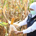 Gubernur Jawa Timur, Khofifah Indar Parawansa, ketika memanen jagung saat memperingati Hari Pangan Sedunia.