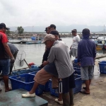 Aktivitas nelayan di Pacitan yang hanya segelintir orang saja.