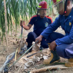 Damkar Pacitan berhasil mengevakuasi Ular Kobra yang menyerang siswa SMP (instagram: damkarpacitan)