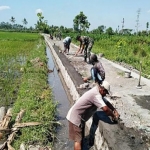 Ilustrasi perbaikan irigasi di Pasuruan.