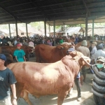 Para jagal dan pedagang sapi saat memadati pasar hewan.