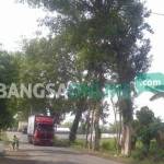 Tiga pohon besar di pinggir jalan yang di khawatirkan warga. foto: soewadito/ BANGSAONLINE