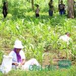 MENGHASILKAN: Tampak ibu-ibu serta anak-anak kecil sedang mencari kepompong ulat jati. foto: eky nurhadi/ BANGSAONLINE