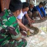 Piton raksasa di depan rumah Suwarno. Foto:gunadhi/BANGSAONLINE